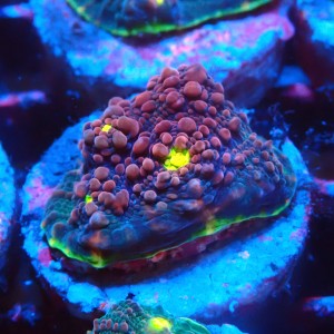 CHALICE WATERMELON FRAG #1505012