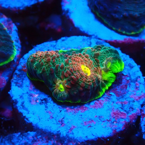 CHALICE GREEN WATERMELON FRAG #1505013