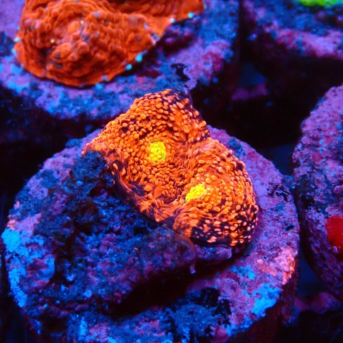 CHALICE RED WATERMELON FRAG #1505017
