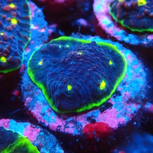 CHALICE ULTRA WATERMELON FRAG #1505018