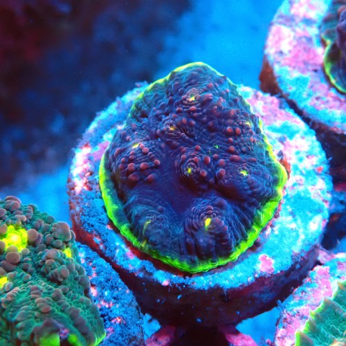 CHALICE WATERMELON FRAG #1505019