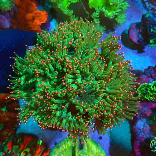 CATALAPHYLLIA PINK TIP XXL [~20CM] #1505022
