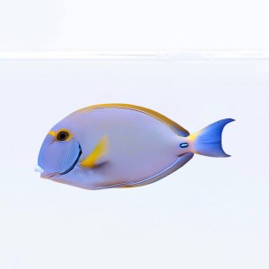 Acanthurus dussumieri (S/M) -  pokolec liniowany