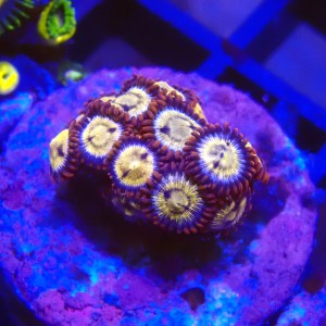 ZOANTHUS RED #2205019