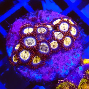ZOANTHUS RED #2205008
