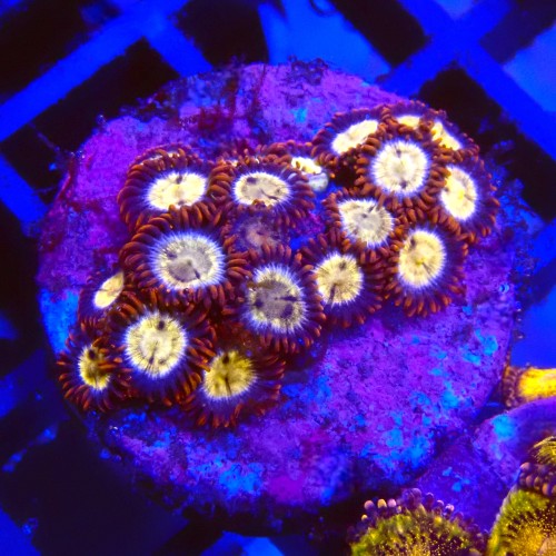 ZOANTHUS RED #2205008