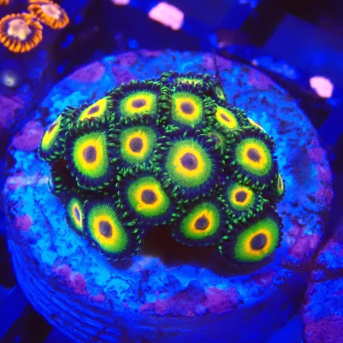 ZOANTHUS RASTA #2205034