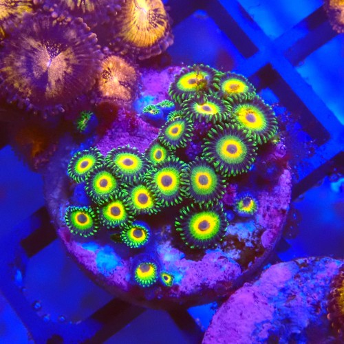 ZOANTHUS RASTA #2205003
