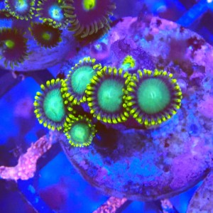 ZOANTHUS RADIOACTIVE DRAGON EYE #2205027