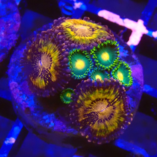 ZOANTHUS PANDORA X GREEN BAY PACKERS #2205037