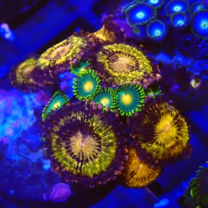 ZOANTHUS PANDORA X GREEN BAY PACKERS #2205035