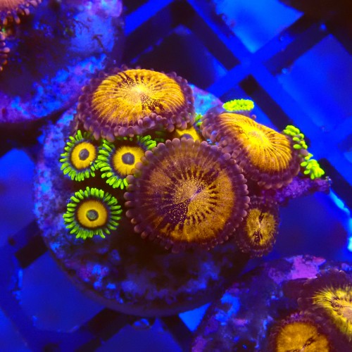 ZOANTHUS PANDORA X GREEN BAY PACKERS #2205036