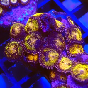 ZOANTHUS PANDORA #2205009