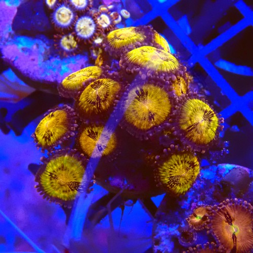 ZOANTHUS PANDORA #2205007
