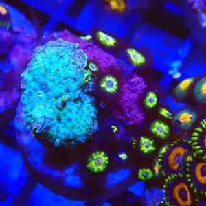 ZOANTHUS GREEN X DISCOSOMA TOXIC RIM #2205032