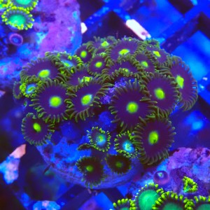 ZOANTHUS GREEN EYE #2205026