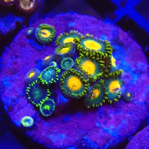 ZOANTHUS GREEN BAY PACKERS X DRAGON EYE #2205014