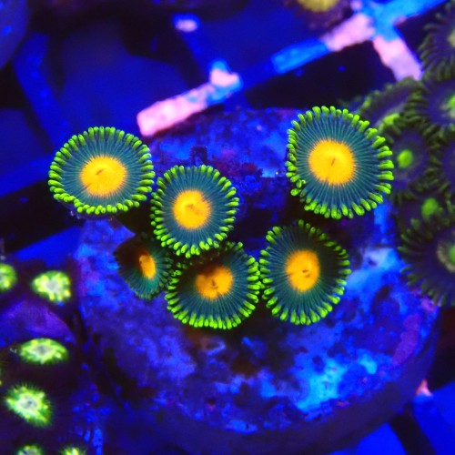ZOANTHUS GREEN BAY PACKERS #2205039