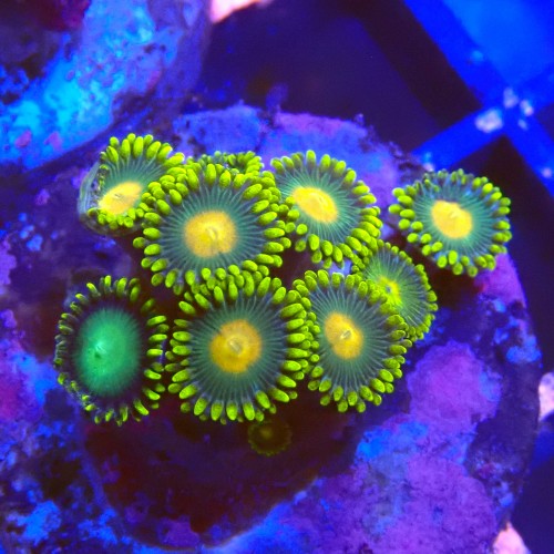 ZOANTHUS GREEN BAY PACKERS #2205028