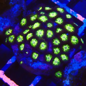 ZOANTHUS GREEN #2205038