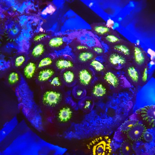 ZOANTHUS GREEN #2205029