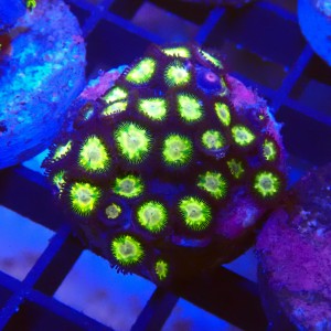 ZOANTHUS GREEN #2205021