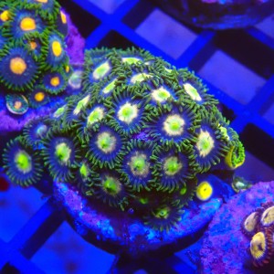 ZOANTHUS GREEN MULTICOLOR #2205018