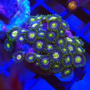 ZOANTHUS GREEN MULTICOLOR #2205016