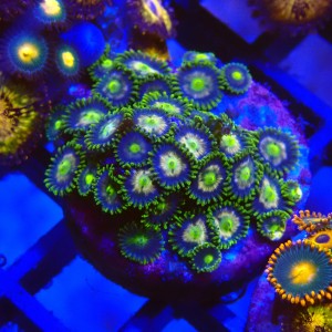 ZOANTHUS GREEN MULTICOLOR #2205012