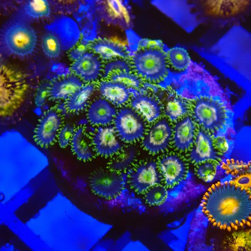 ZOANTHUS GREEN MULTICOLOR #2205012