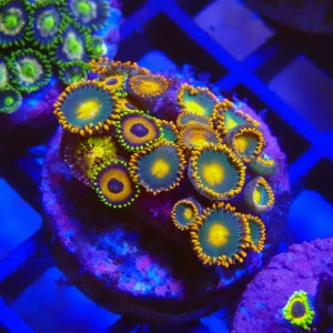 ZOANTHUS GATORADE X EAGLE EYE X PANDORA #2205011
