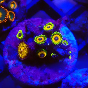 ZOANTHUS EAGLE EYE X PANDORA#2205010