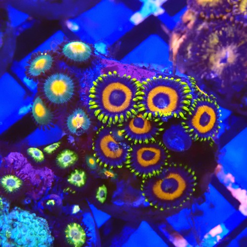 ZOANTHUS EAGLE EYE #2205022