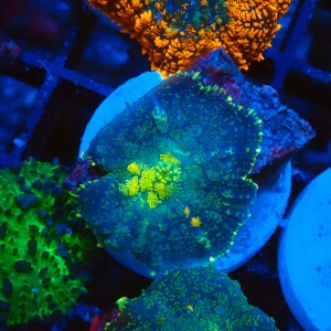 RHODACTIS YELLOW CENTER #2205093