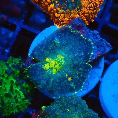 RHODACTIS YELLOW CENTER #2205093