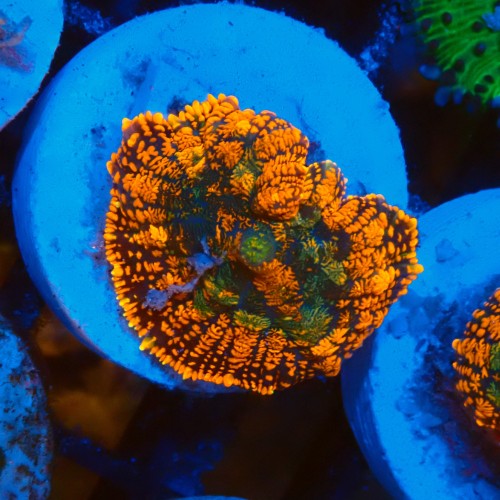 RHODACTIS FOREST FIRE M #2205094