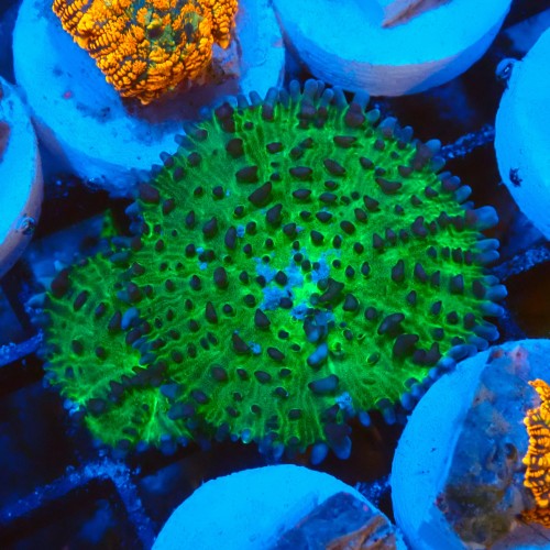 RHODACTIS ULTRA GREEN L #2205089