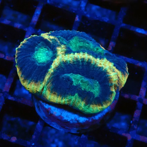 FAVIA MULTICOLOR #2205052