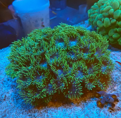 DUNCANOPSAMMIA (KOLONIA ~60P) #2205041