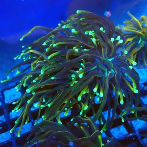 EUPHYLLIA GLABRESCENS DRAGON SOUL (2P) #2205059 