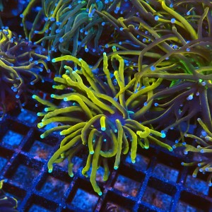 EUPHYLLIA GLABRESCENS 24K (1P) #2205067 
