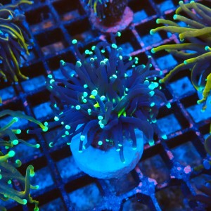 EUPHYLLIA GLABRESCENS BLACK TORCH TOXIC CENTER (1P) #2205072 