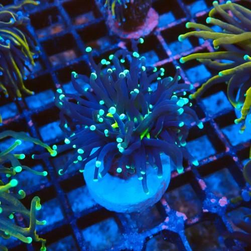 EUPHYLLIA GLABRESCENS BLACK TORCH TOXIC CENTER (1P) #2205072 