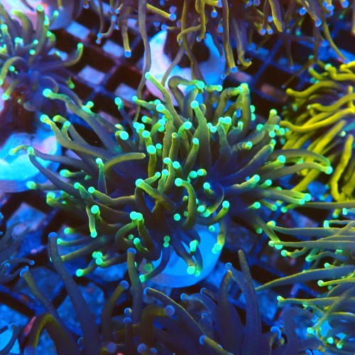 EUPHYLLIA GLABRESCENS DRAGON SOUL (2P) #2205074 