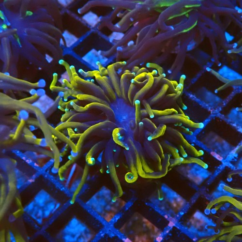 EUPHYLLIA GLABRESCENS GOLDEN TORCH (1P) #2205069