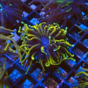 EUPHYLLIA GLABRESCENS GOLDEN TORCH, GREEN CENTER (1P) #2205062 