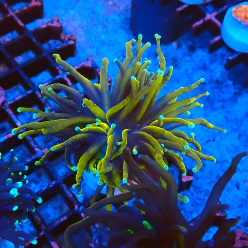 EUPHYLLIA GLABRESCENS GOLDEN TORCH (1P) #2205071 