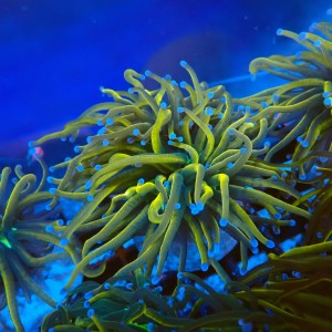 EUPHYLLIA GLABRESCENS GOLDEN TORCH, GREEN CENTER (DOUBLEHEAD) #2205061 