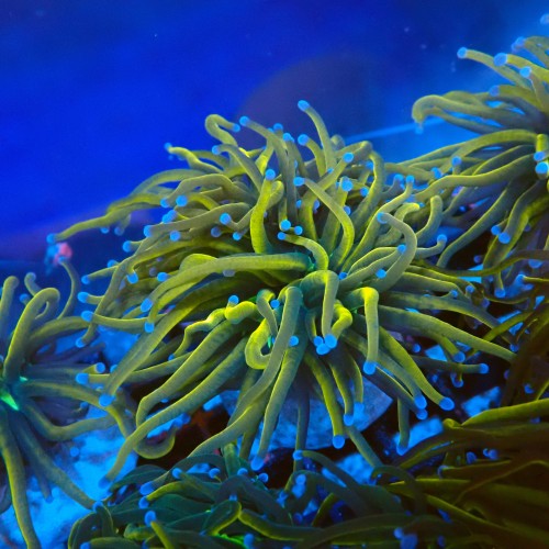 EUPHYLLIA GLABRESCENS GOLDEN TORCH, GREEN CENTER (DOUBLEHEAD) #2205061 