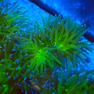EUPHYLLIA GLABRESCENS GREEN (2P) #2205075 